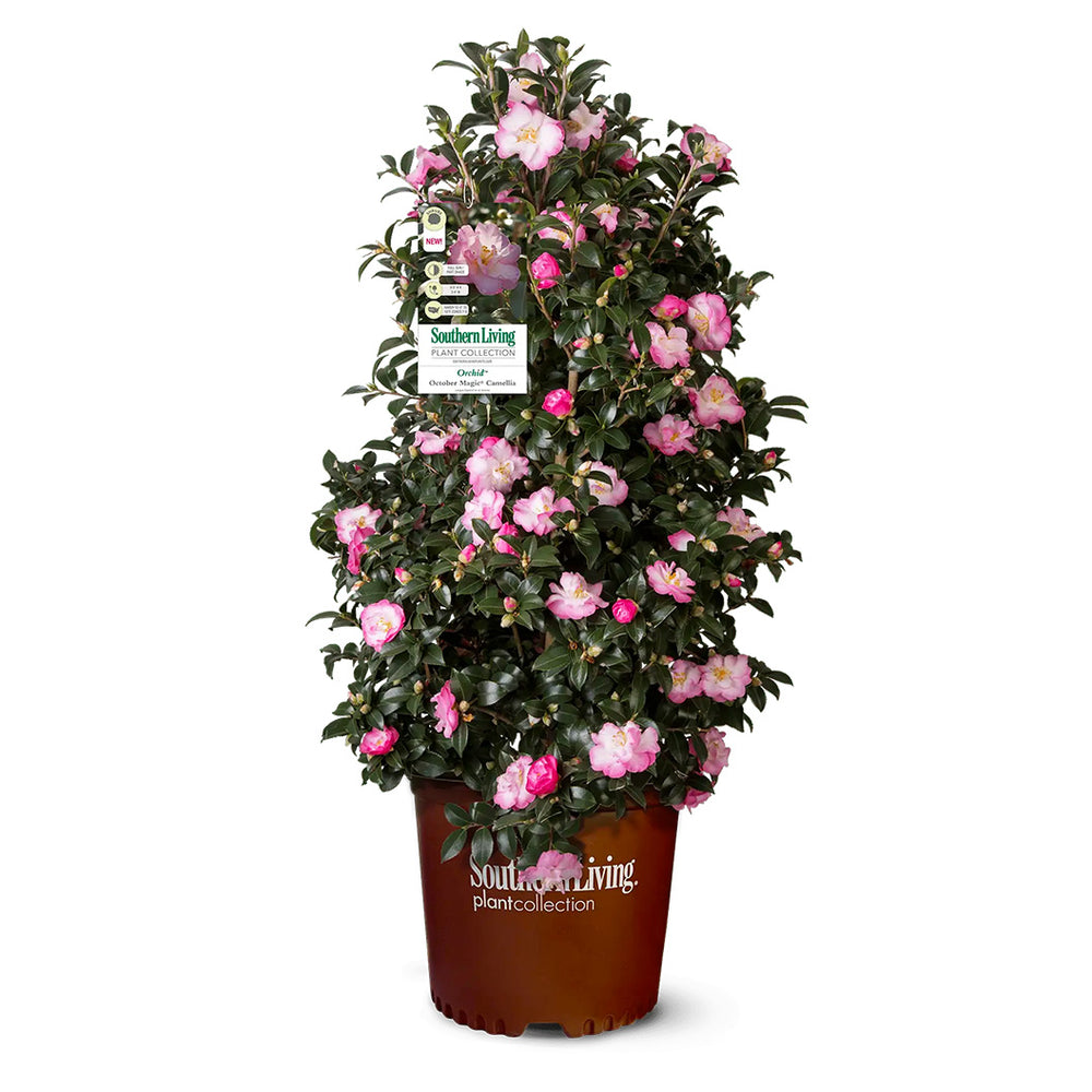 October Magic® Orchid™ Camellia Shrub