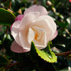 October Magic® Orchid™ Camellia Shrub