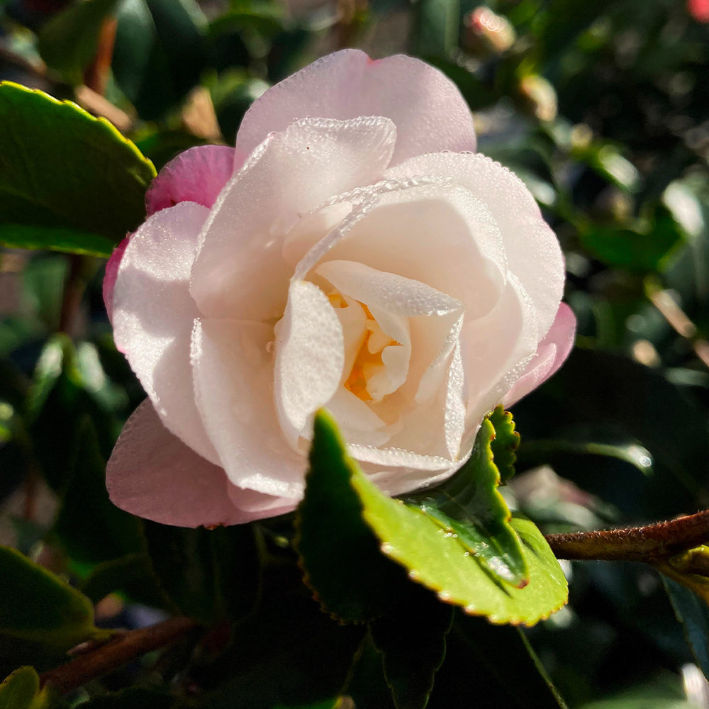 October Magic® Orchid™ Camellia Shrub