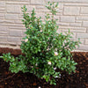 October Magic® Orchid™ Camellia Shrub
