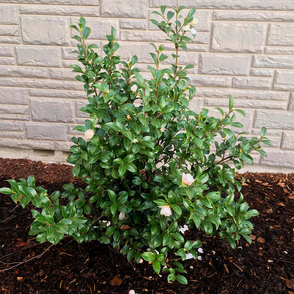 October Magic® Orchid™ Camellia Shrub