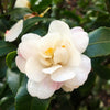 October Magic® Orchid™ Camellia Shrub
