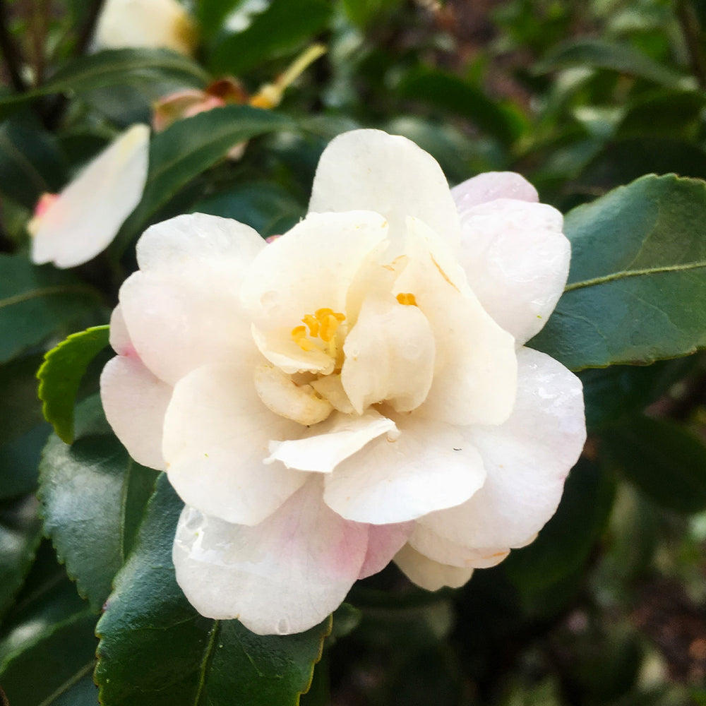 October Magic® Orchid™ Camellia Shrub