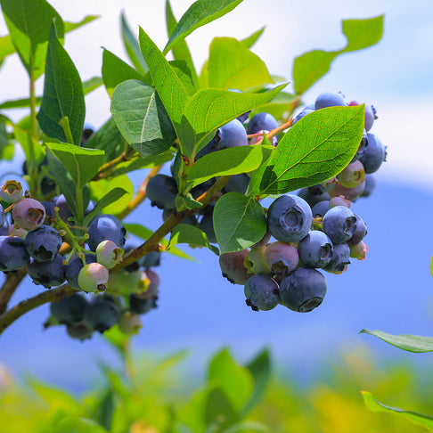Garden District Candelabra® Highbush Blueberry Bush