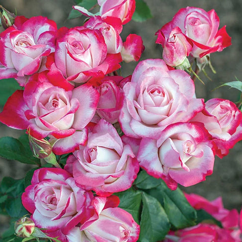 Candy Cane Cocktail™ Rose