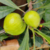 Canistel Eggfruit Tree