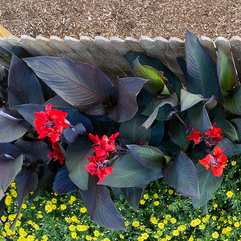 Canna Cannova® ‘Bronze Scarlet’ Lily Plant