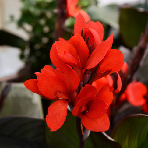 Canna Cannova® ‘Bronze Scarlet’ Lily Plant