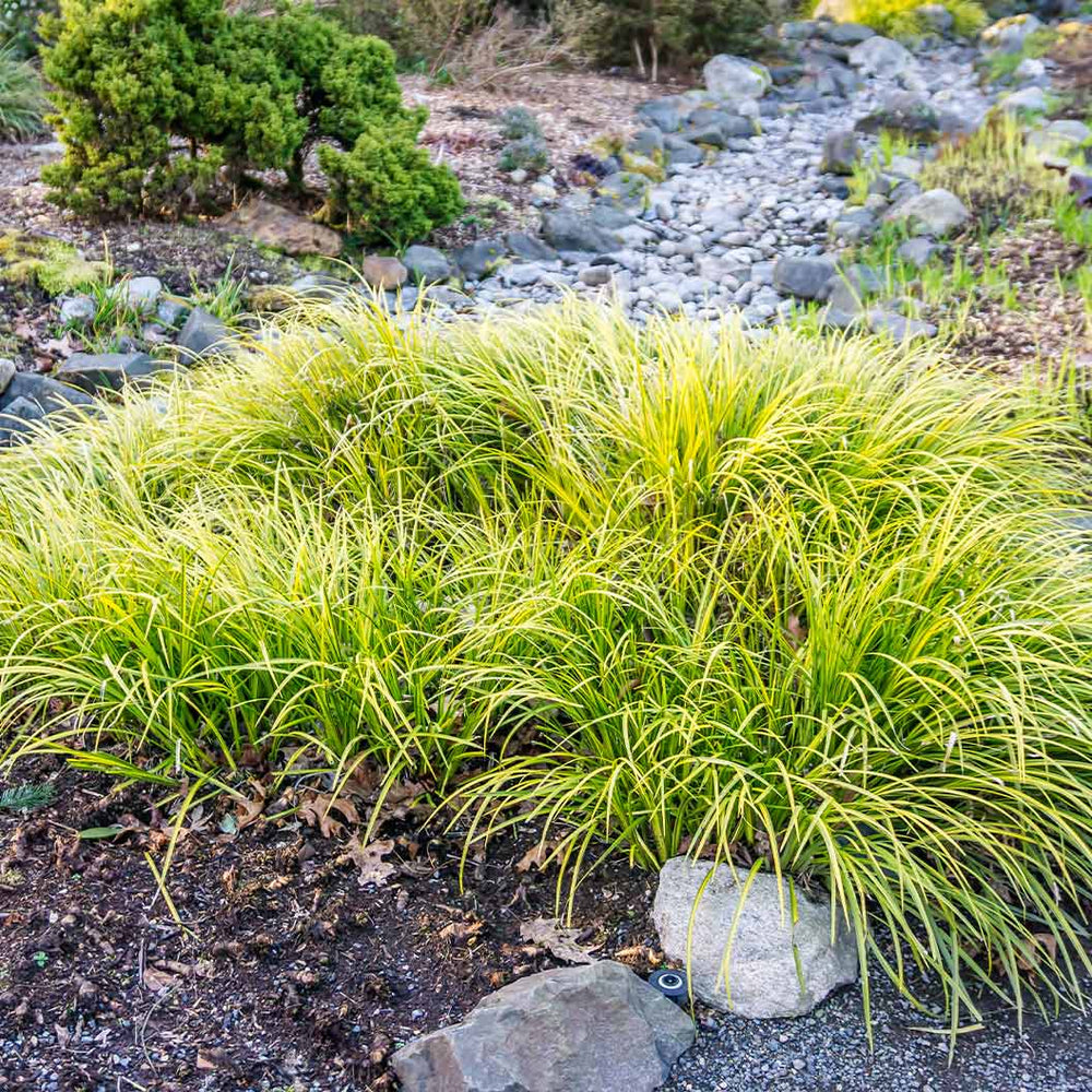 EverColor® Everillo Carex Sedge