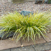 EverColor® Everillo Carex Sedge