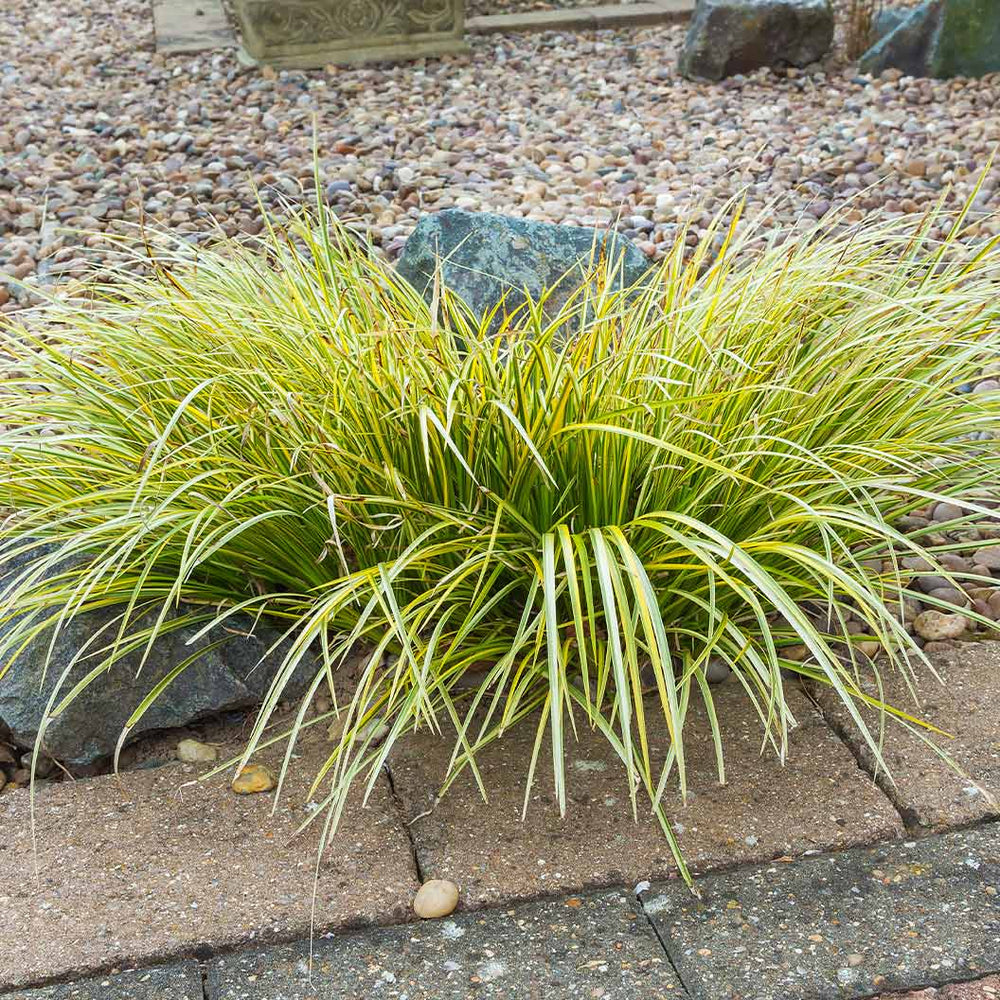 EverColor® Everillo Carex Sedge