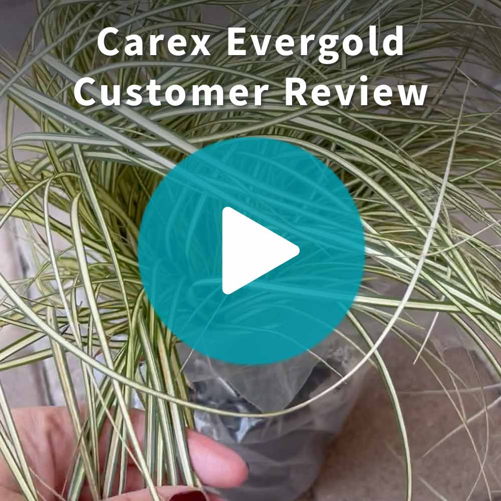 EverColor® Everillo Carex Sedge