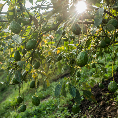 Carmen Hass Avocado Tree