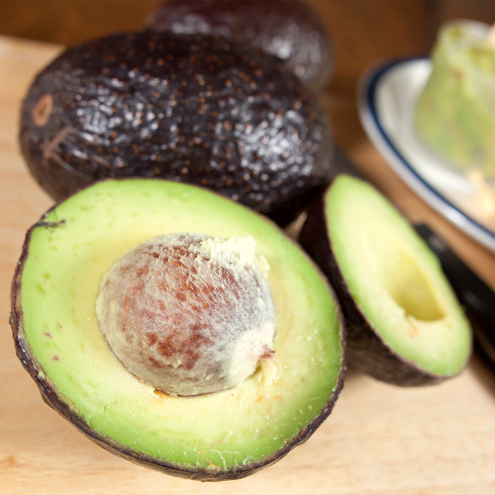 Carmen Hass Avocado Tree