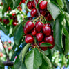 Carmine Jewel Dwarf Cherry Shrub