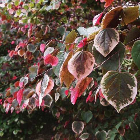 Carolina Sweetheart® Redbud Tree