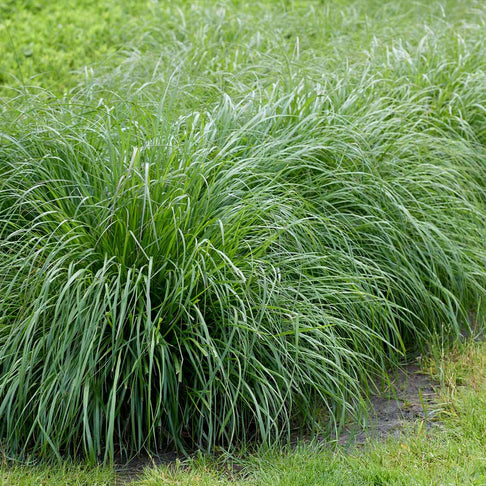 Cassian Dwarf Fountain Grass