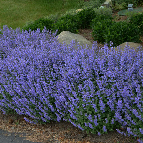 Proven Winners® Purrsian Blue Catmint Plant