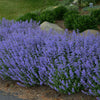 Proven Winners® Purrsian Blue Catmint Plant