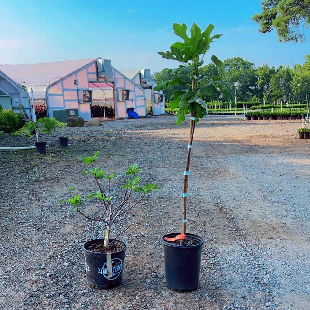Celeste Fig Tree