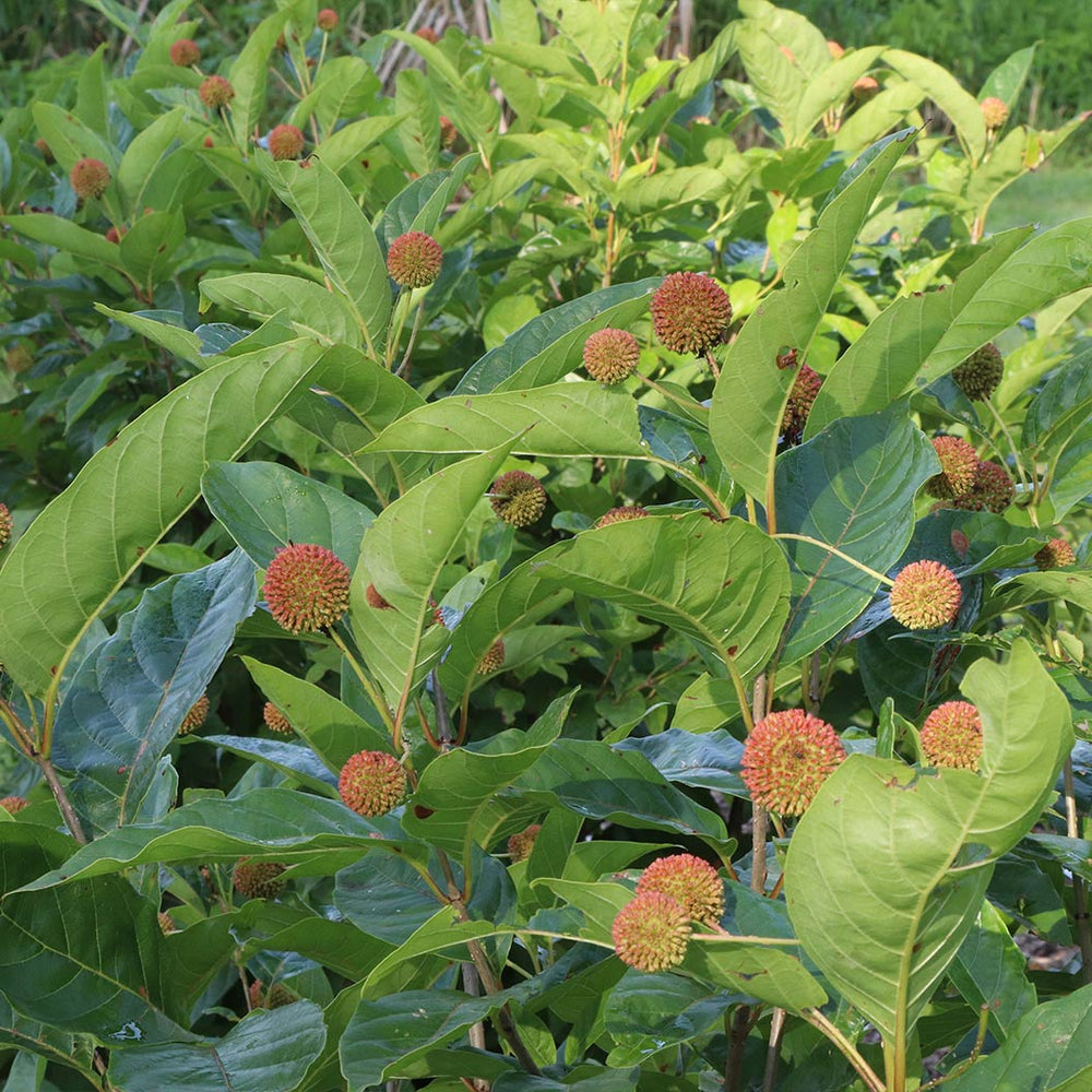 Proven Winners® Sugar Shack 2.0 Buttonbush Shrub