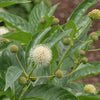 Proven Winners® Sugar Shack 2.0 Buttonbush Shrub