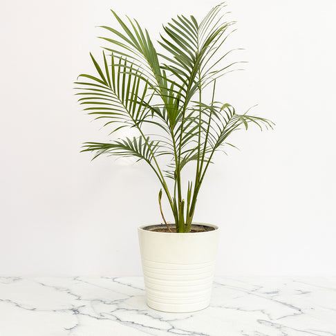 Cataractarum Palm Plant