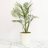Cataractarum Palm Plant