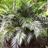 Cataractarum Palm Plant
