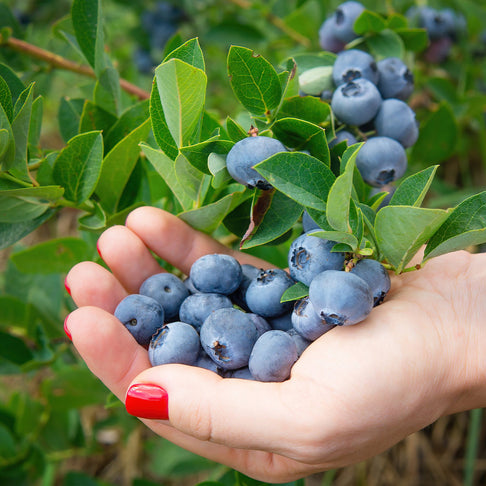 Chandler Blueberry Bush
