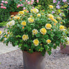 David Austin® Charles Darwin Rose Shrub