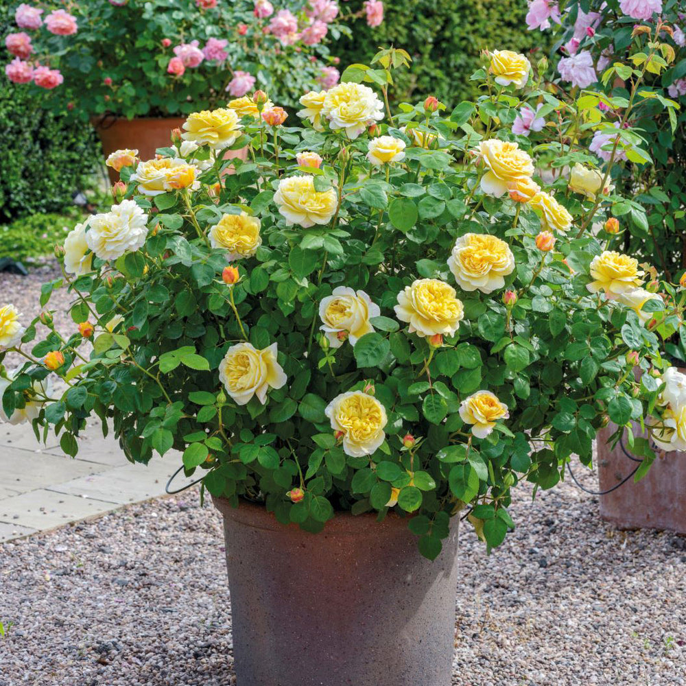 David Austin® Charles Darwin Rose Shrub