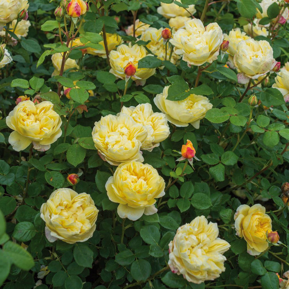 David Austin® Charles Darwin Rose Shrub