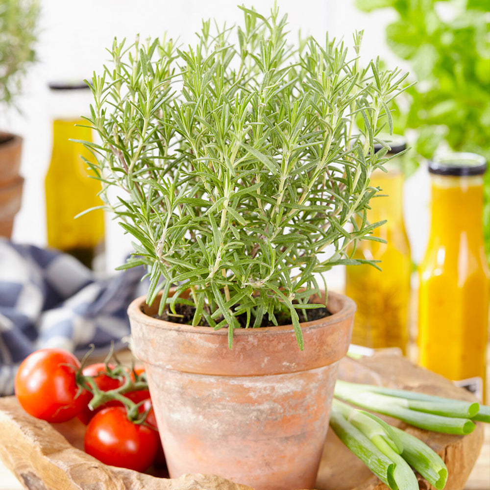 Chef's Choice® Rosemary Plant