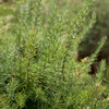 Chef's Choice® Rosemary Plant