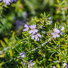 Chef's Choice® Rosemary Plant