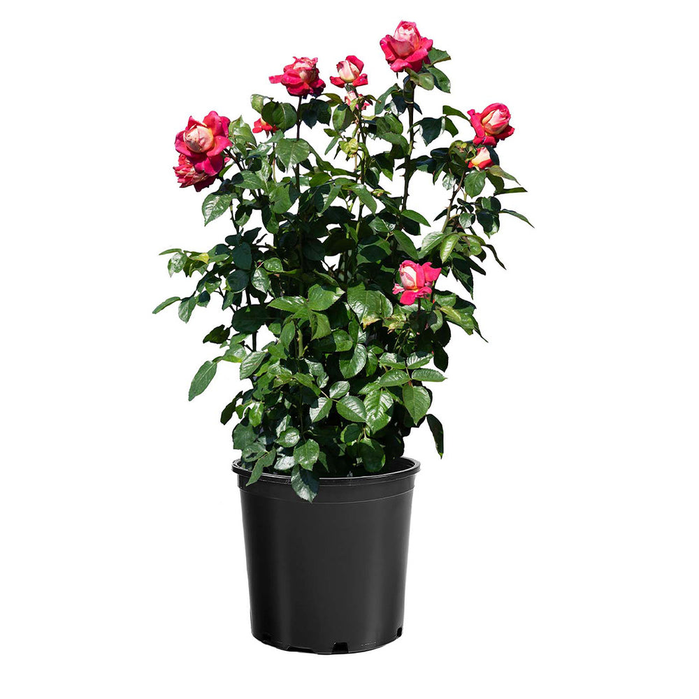 Bloomables® Cherries & Champagne™ Rose