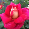 Bloomables® Cherries & Champagne™ Rose