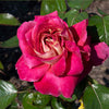 Bloomables® Cherries & Champagne™ Rose