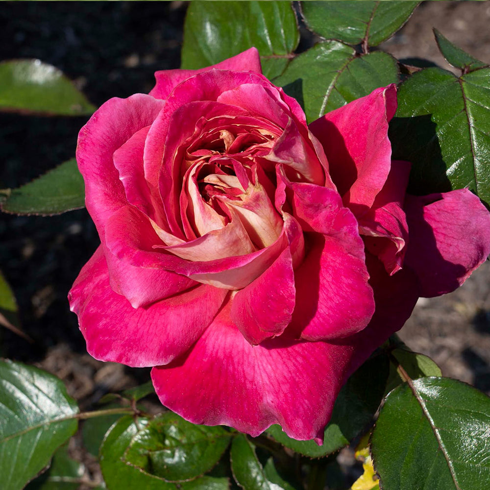 Bloomables® Cherries & Champagne™ Rose