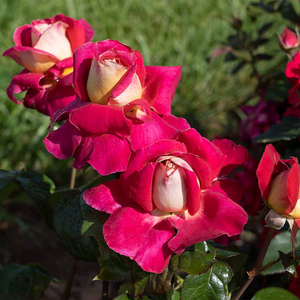 Bloomables® Cherries & Champagne™ Rose