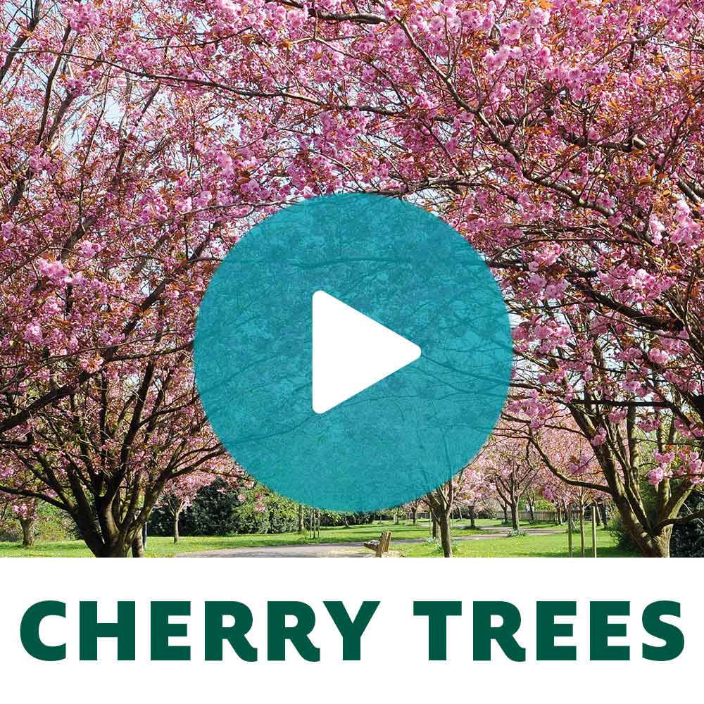 White Weeping Cherry Tree