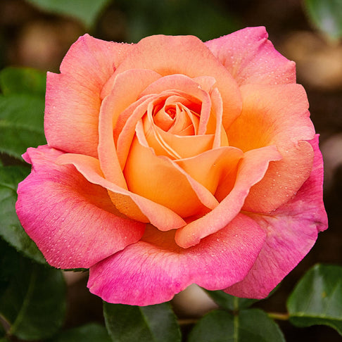 Chicago Peace® Rose Bush