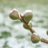 Chicago Hardy Fig Tree