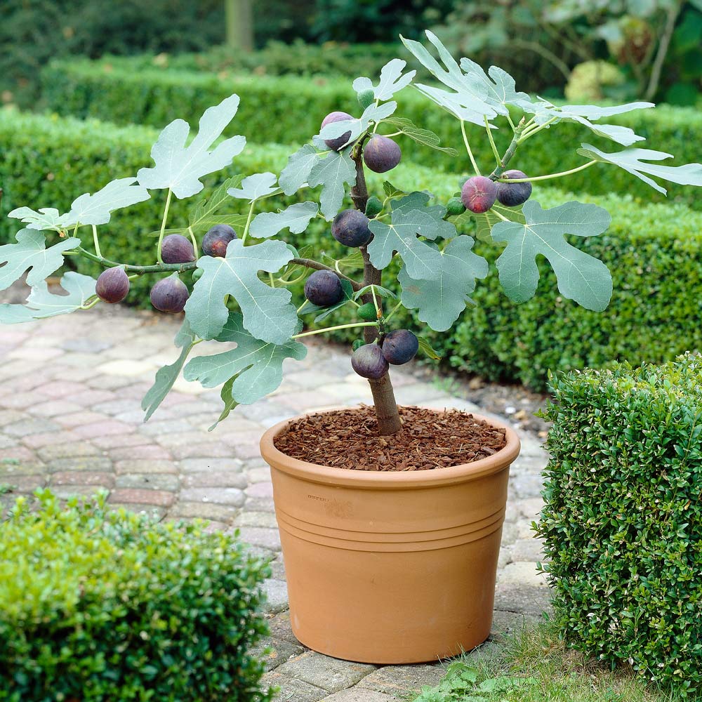 Chicago Hardy Fig Tree