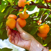 Chinese Mormon Apricot Tree