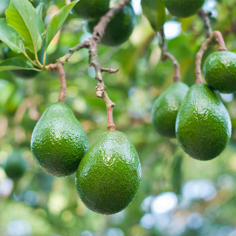 Choquette Avocado