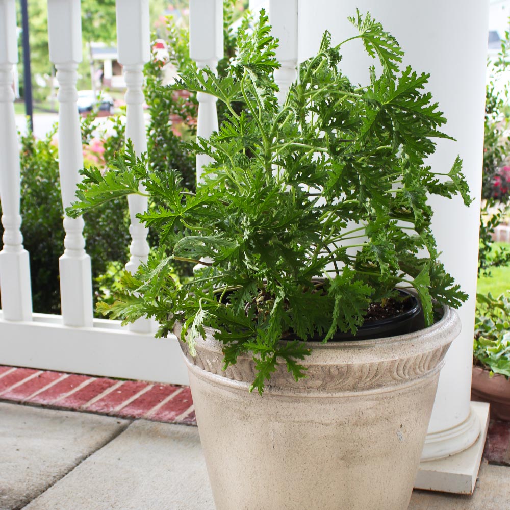 Citronella Plant