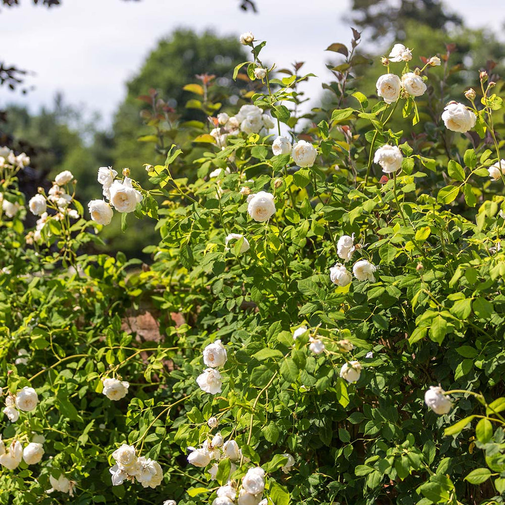 David Austin® Claire Austin® English Climbing Rose