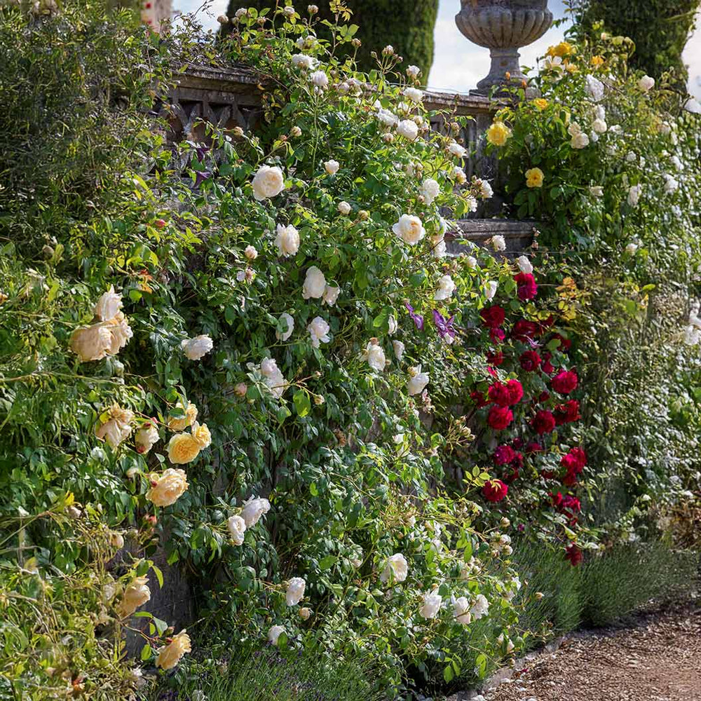 David Austin® Claire Austin® English Climbing Rose